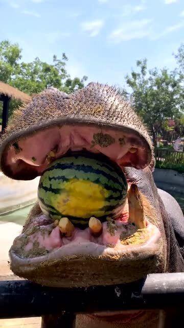 网红翻车吃瓜,吃瓜群众围观直播事故